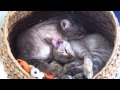 Tuffy And Rufus