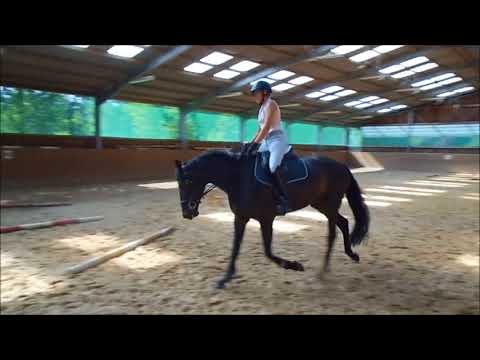 SOLD 5 y/o mare by Viscount x Perigueux