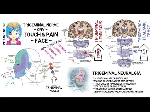 INSTANT NEURO - Face