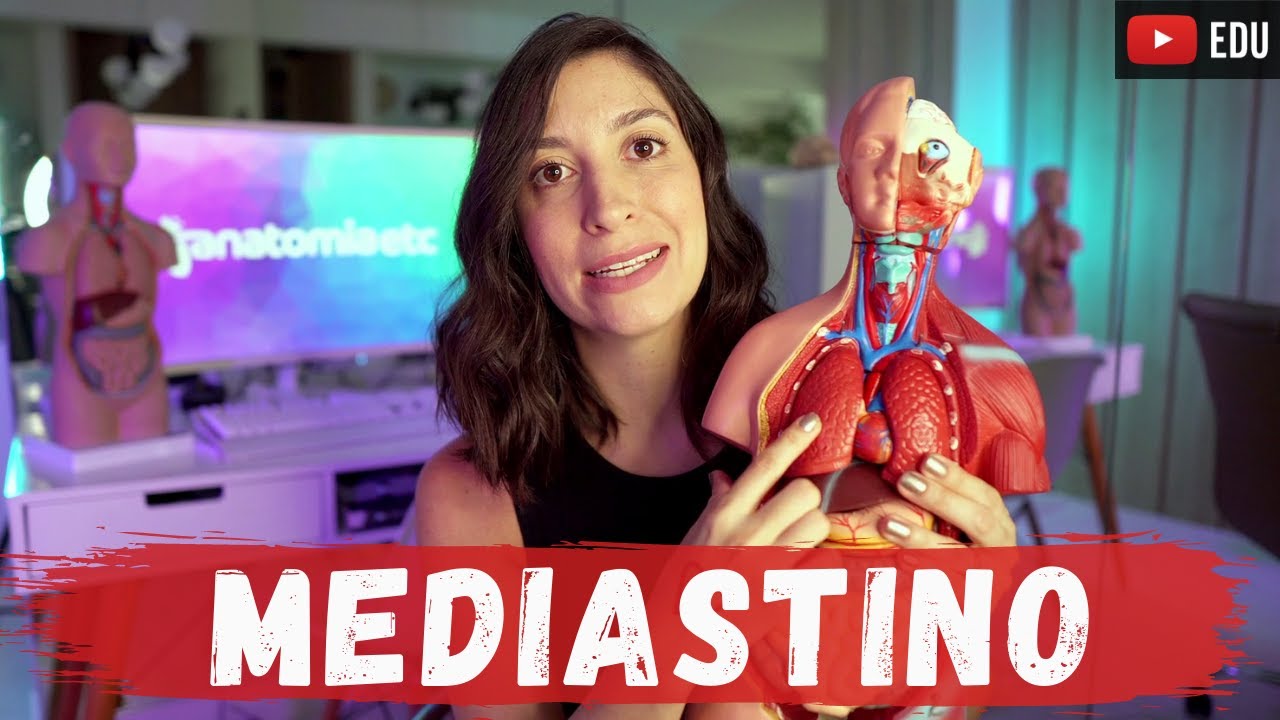 MEDIASTINO: divisões e principais estruturas