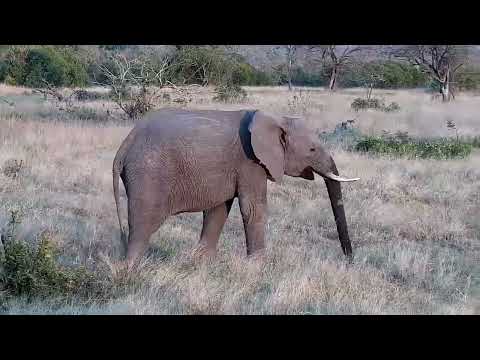 Djuma: Two Elephants get a drink at the dam - 16:35 - 08/08/2022