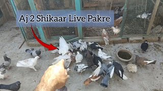 Aj 2 Kabotar Pakre - Dono High Flyer Hain | Kabotar Video |