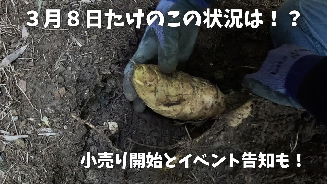 ３月８日たけのこ最盛期一歩手前です　小売り開始　イベント告知も！