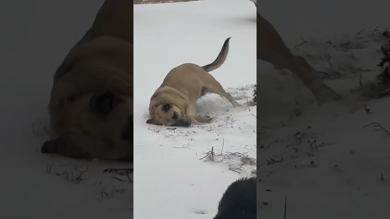 Izzy, a Adoptable mixed breed in Rossville, TN video 6/6