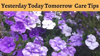 Yesterday Today and Tomorrow Plant Care