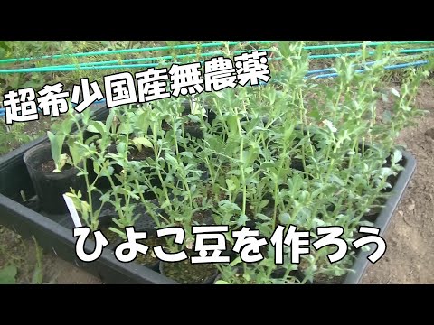 ひよこ豆 植物