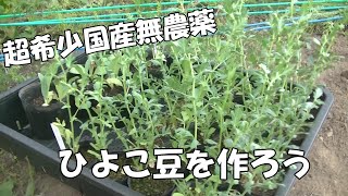 超希少！国産ひよこ豆をつくろう！１章