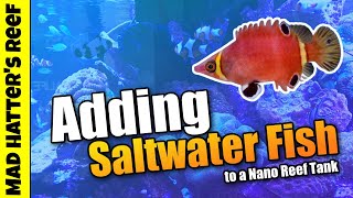 Adding Saltwater Fish to a Nano Reef Tank