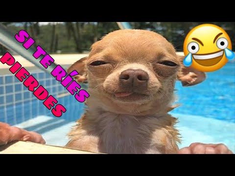 🤣 Si te RÍES PIERDES [MUY DIFICIL] 😹🐶 Perros y Gatos que te Harán Morir de la Risa