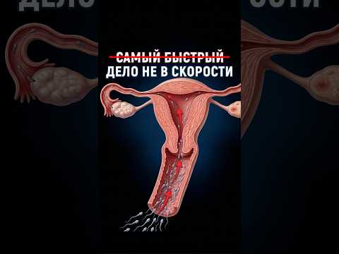 Как сперматозоид на самом деле находит яйцеклетку?