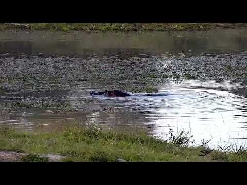 Djuma: Hippo with Birds flying around it - 16:58 - 06/11/2022