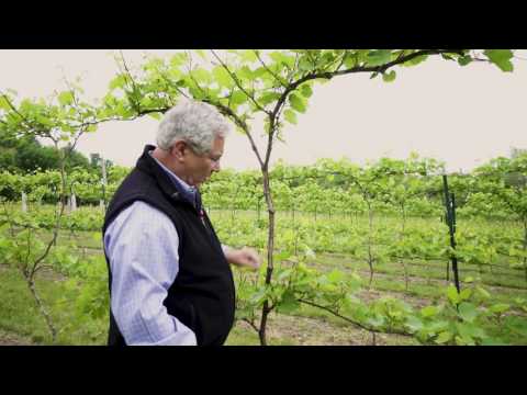 Between The Vines   Marquette Grapes Trellis System