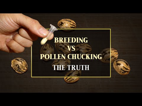 Seed Making Is NOT Breeding — Here’s What Real Breeders Actually Do 🔬