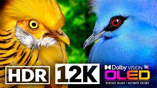 12K HDR 60FPS | Beautiful Birds | Selected Birds Collection OLED TV | Dolby Atmos • IMAX Enhanced