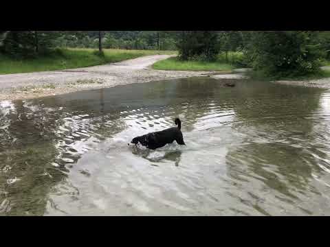 Appenzeller Sennenhund