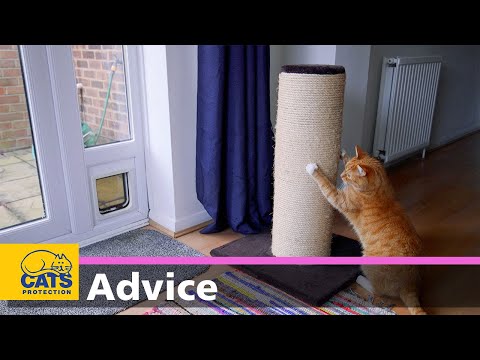 YouTube video about: How to cat proof apartment?