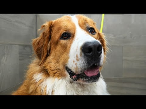 Great Bernese Dog