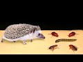 AFRICAN HEDGEHOG and COCKROACHES AND LARVA! Wow! 【LIVE FEEDING】