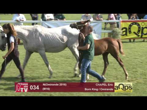 Show AQPS Le Lion 2016 : Lot 34 - N(Omirande 2016)