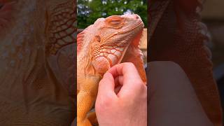 Another one off 🤗🧡 #reptile #iguana #lizard #orange #instapet #reptilepet #トカゲ #charizard