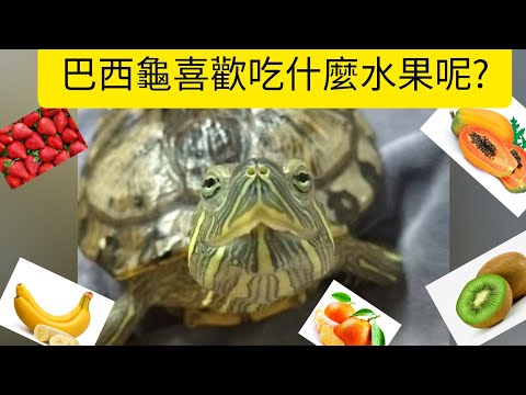烏龜喜歡吃什麼