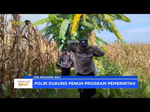 POLSEK BANJAR, POLRES BULELENG PANEN RAYA JAGUNG WUJUD KETAHANAN PANGAN