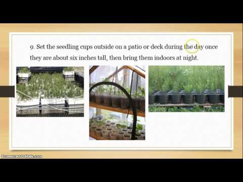 Instructional Video - Growing Oak Trees from Acorns