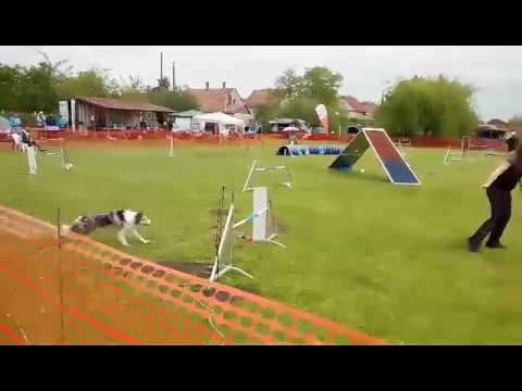 Híves Dorottya & Wixtra Rhiannon Monor open agility