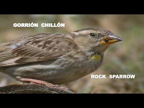 GORRIÓN CHILLÓN | ROCK SPARROW | Petronia