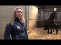 Friese paarden gaan via Hoeksche Waards 'datingbureau' de hele wereld over
