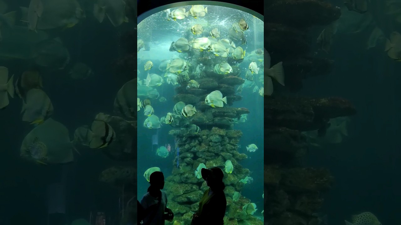 YouTube Short thumbnail