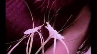 Download lagu Buni di Ateate - Rita Butarbutar - Nixon Simanjuntak ( Officcial Musik Video ) mp3 Download lagu Buni di Ateate - Rita Butarbutar - Nixon Simanjuntak ( Officcial Musik Video ) mp3