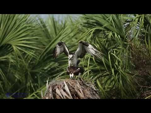 Osprey mating