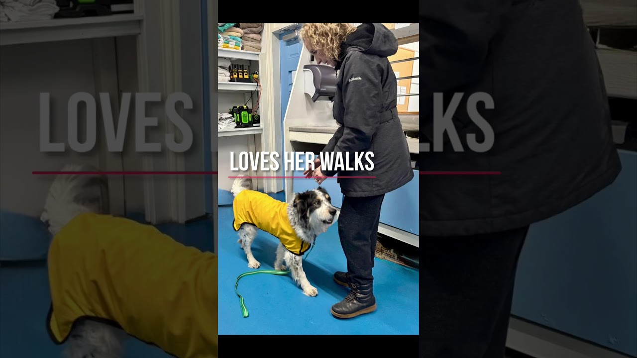 Enlarge Cannoli, an adopted mixed breed in Toronto, ON video 5/5