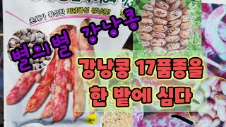강낭콩 품종 비교_17가지 품종 심기