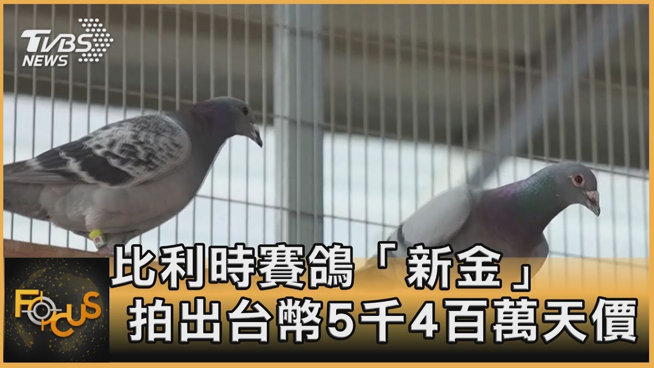 比利時賽鴿「新金」拍出台幣5400萬天價