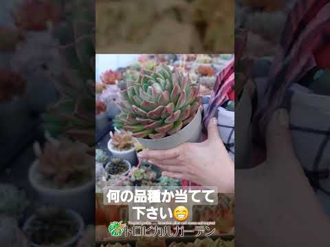園芸 エケベリア 小型リュウゼツラン