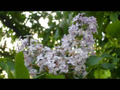 o jardim da biosfera em Primorsky Krai