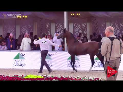 N.249 PRIMERIUS EMER - Asharqia Classic 2018