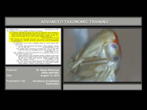 Cicadellidae under the microscope - subfamilies