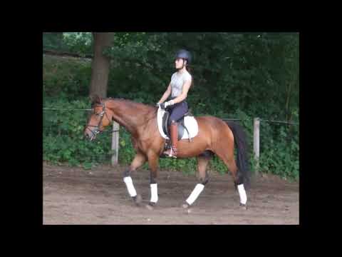 NINO 5j. DR v. Nemax Spr.pf. A platziert VB 7000,- Euro