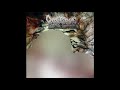 Corpse Carving Grotesque Goratorium Disemboweled Gorific Feast Full Album