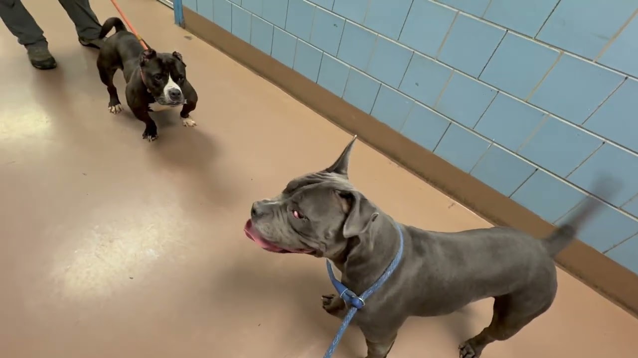 Grenadine's Leash Test