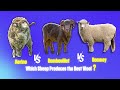 The Battle For BEST Wool Begins Merino Vs Rambouillet Vs Romney Sheep