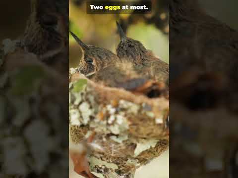 Only 500 Left The Fiery Crown of Chile