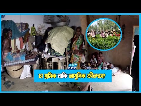আধুনিক যুগের ক্রীতদাস চা শ্রমিকদের দুর্দশার গল্প...