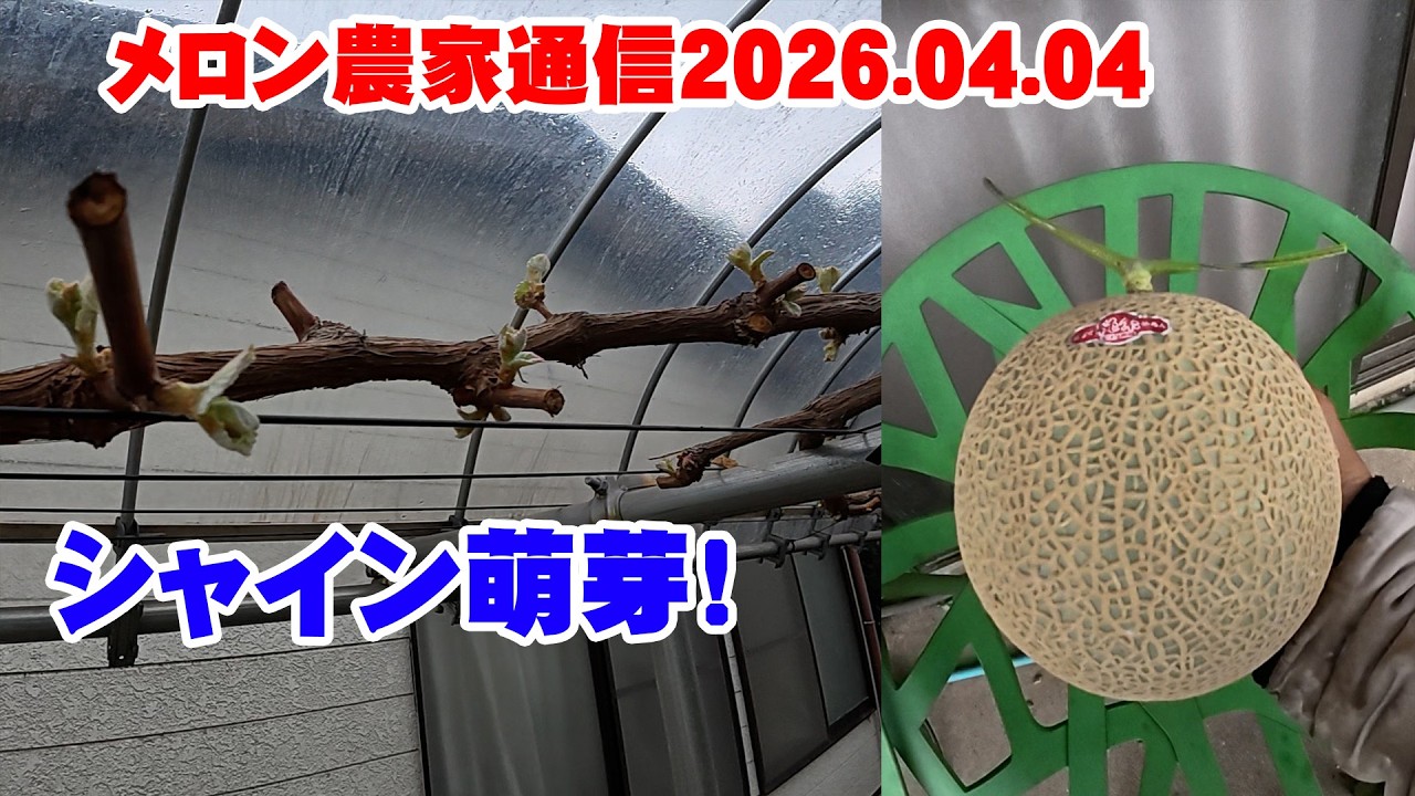 【水には銅】メロン農家通信2026.04.04【シャイン萌芽】