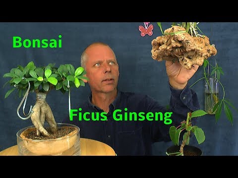 , title : 'Bonsai Ficus Ginseng wissenswertes und Ficus benjamini zum Bonsai vorbereiten'