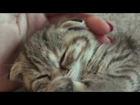 Cutie Cat relaxing and enjoying vacations #short