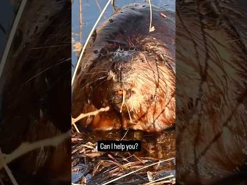 Beaver enjoying his supper